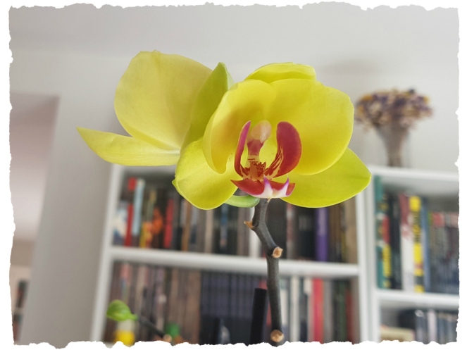 Orchidées Blog Aujourd'hui Je M'aime